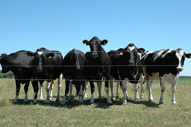 istock Cows at the fence line 172655281
