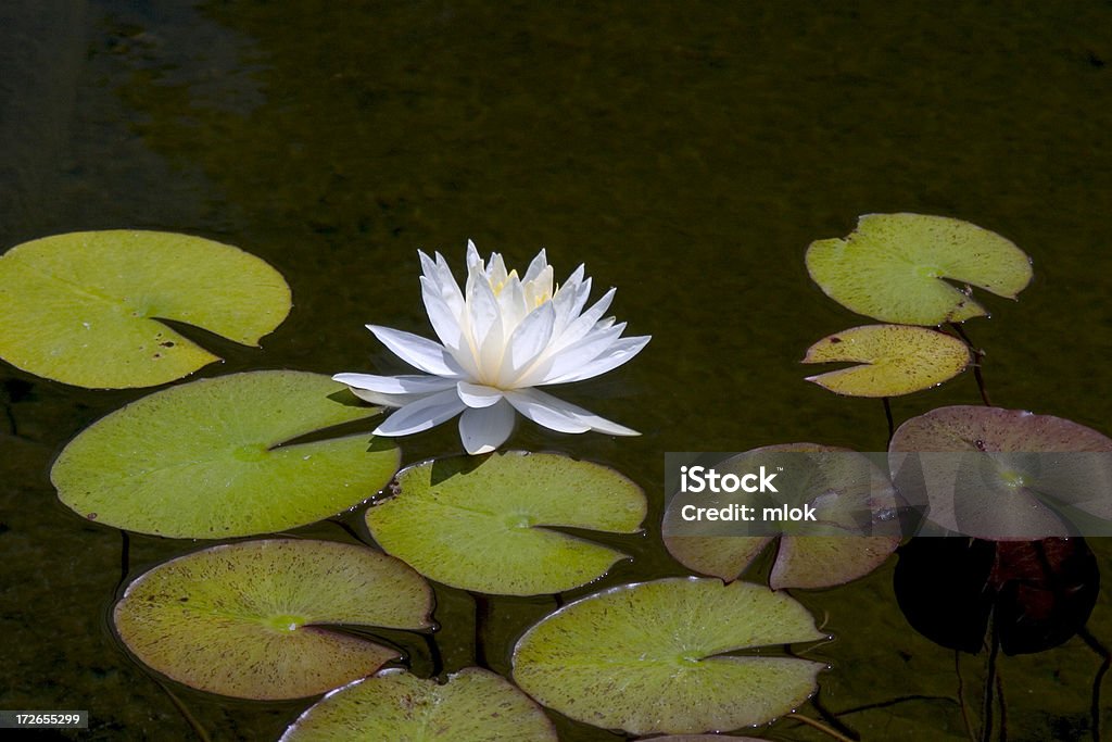 Waterlily, Sideview waterlily and lilypadsSimilar Photos in Series: Side View Stock Photo