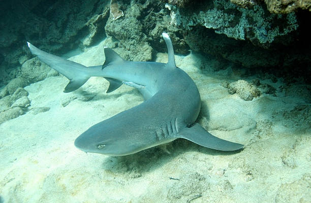 white tip reef shark - whitetip reef shark stock-fotos und bilder