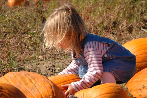 Picking Pumpkins stock photo