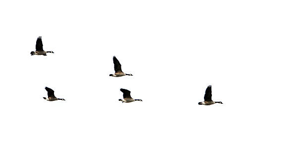 gansos do canadá - bird leadership flying goose imagens e fotografias de stock