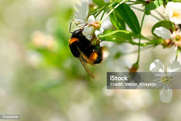 Bumbleпчела — стоковые фотографии и другие картинки Ботаника - Ботаника, Весна, Вишня - дерево