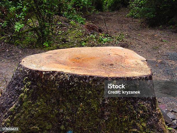 Foto de Grande Cepo e mais fotos de stock de Bosque - Floresta - Bosque - Floresta, Cepo, Corte Transversal