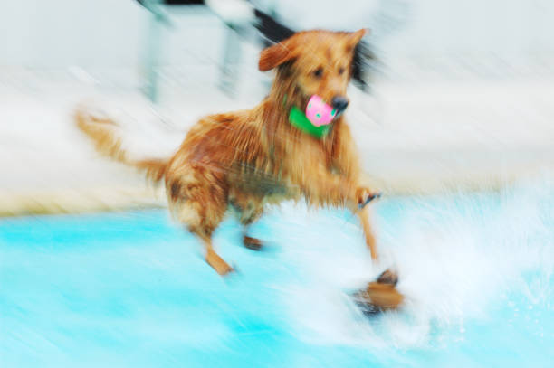 motion blur: dog jumping in pool stock photo