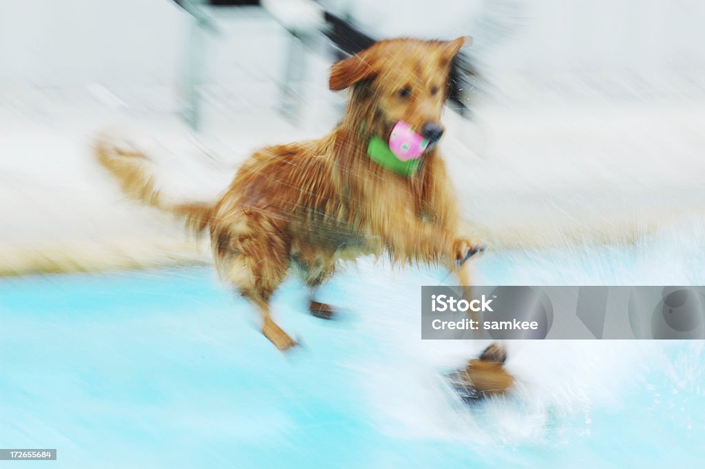 Rozmycie ruchu: Pies skakać w basenie - Zbiór zdjęć royalty-free (Biegać)
