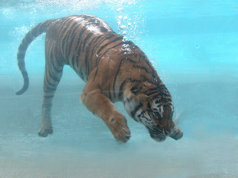 Image of a tiger lying down in the natural park of Cabárceno, Spain.