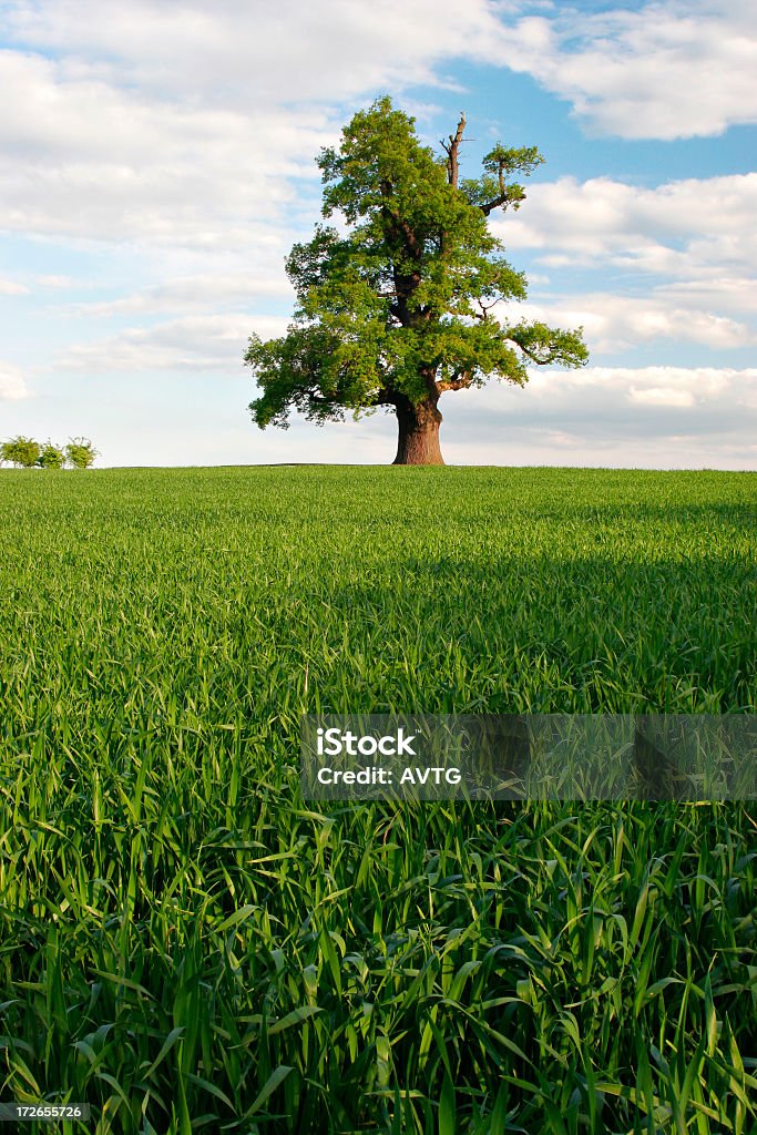 Grandioso carvalho na Primavera - Royalty-free Agricultura Foto de stock