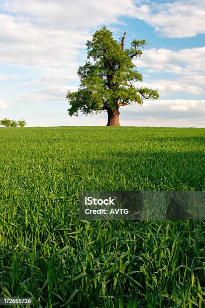 Grandioso Carvalho Na Primavera - Fotografias de stock e mais imagens de Agricultura - Agricultura, Ajardinado, Antigo