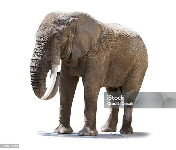 Elephant Isolated One Stock Photo - Download Image Now - Elephant, Cut Out, White Background