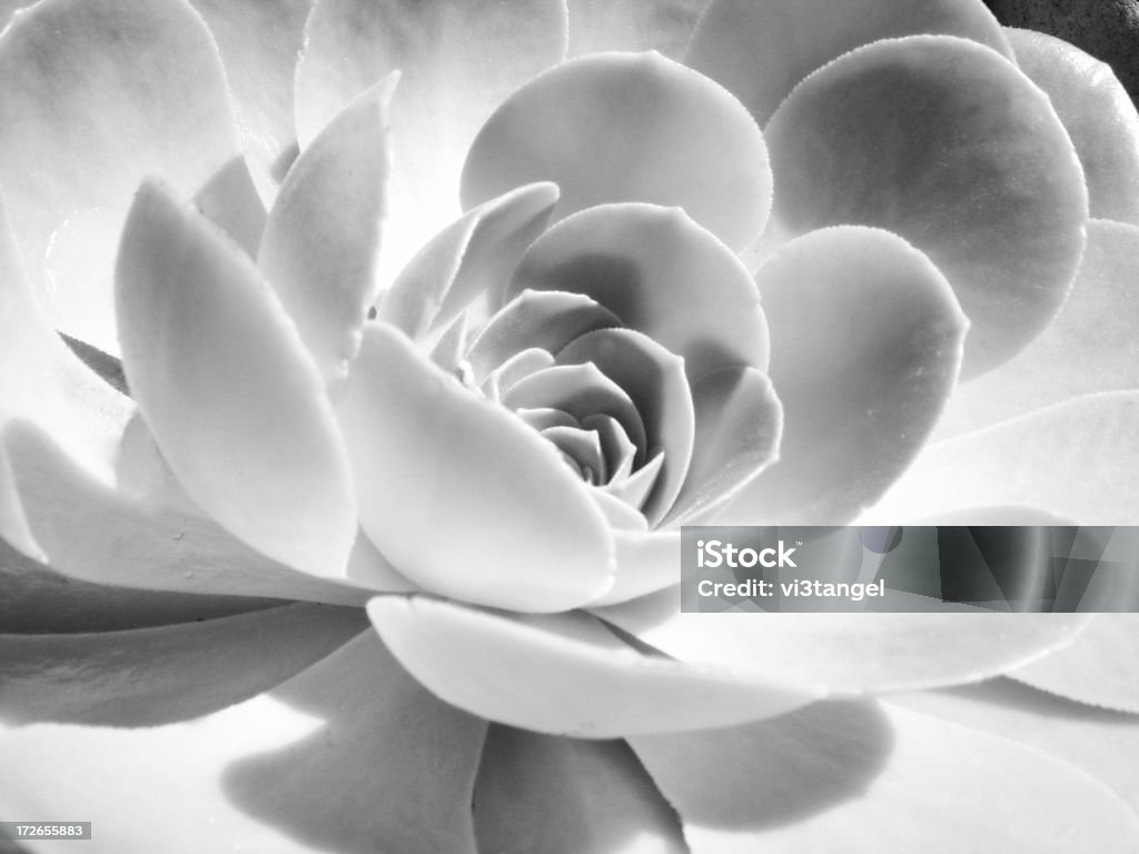 infared cactus Black and white infared closeup of cactus plant Animal Stock Photo