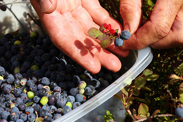 picking wild Alaskan blueberries