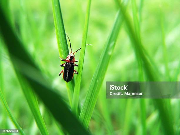 Käfer Auf Gras Stockfoto und mehr Bilder von Ameise - Ameise, Blatt - Pflanzenbestandteile, Bockkäfer