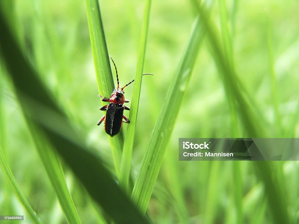 Bug sull'erba - Foto stock royalty-free di Calore - Concetto