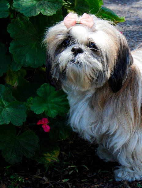 istock Cute shih tzu breed dog 1726560286