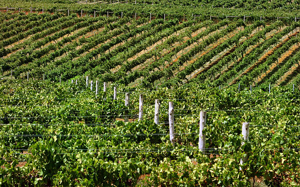 winnica hunter valley - vineyard hunter valley australia vine zdjęcia i obrazy z banku zdjęć