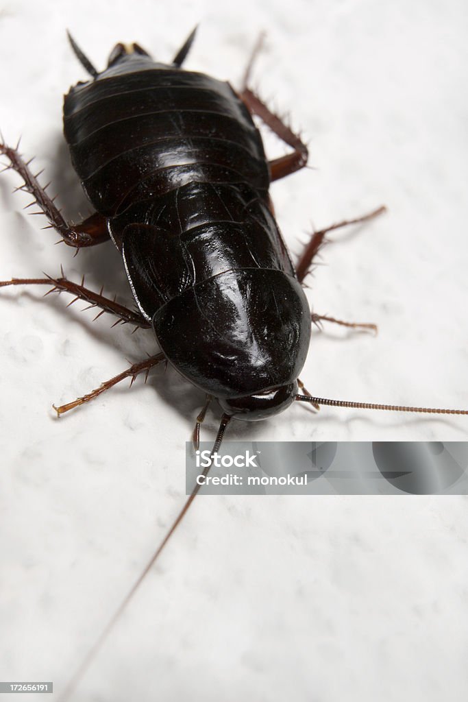 Not in the soup please!!! Cockroach Cockroach Stock Photo