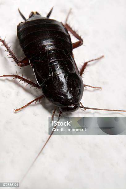 Not In The Soup Please Stock Photo - Download Image Now - Cockroach, Animal, Animal Antenna