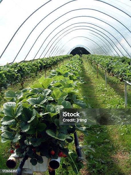 Fragole Piante Che Crescono In Poliestere Tunnel - Fotografie stock e altre immagini di Cibi e bevande - Cibi e bevande, Cibo biologico, Composizione verticale