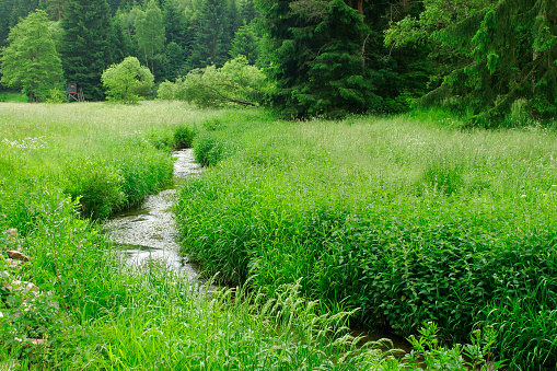 small stream running through meadows and forests