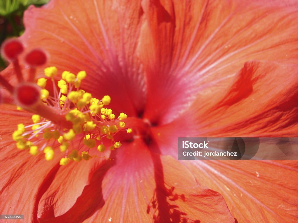 Fleurs hibiscus rouge - Photo de Culture polynésienne libre de droits