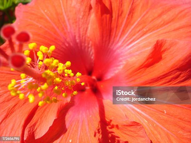 Photo libre de droit de Fleurs Hibiscus Rouge banque d'images et plus d'images libres de droit de Culture polynésienne - Culture polynésienne, Beauté, Beauté de la nature