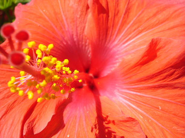 red hibiscus flower stock photo