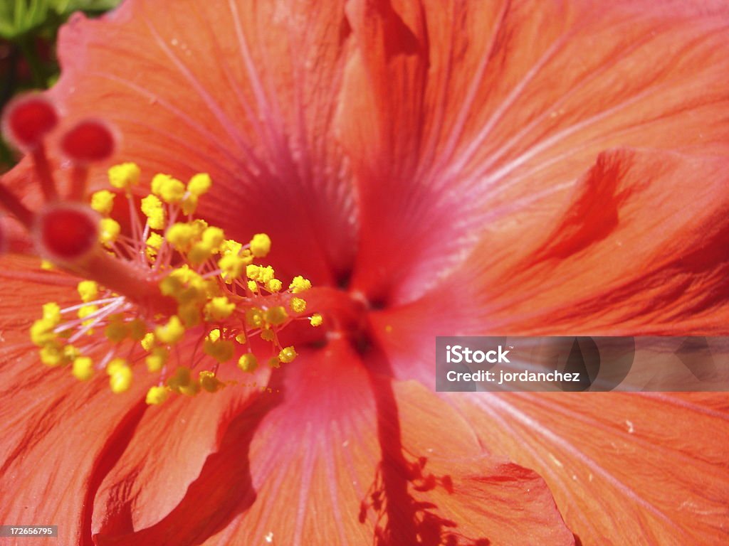 Czerwony kwiat hibiskusa - Zbiór zdjęć royalty-free (Kultura polinezyjska)