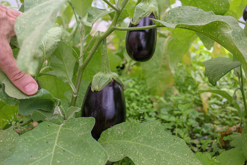 beautiful and nutritive aubergines in my greenhouse