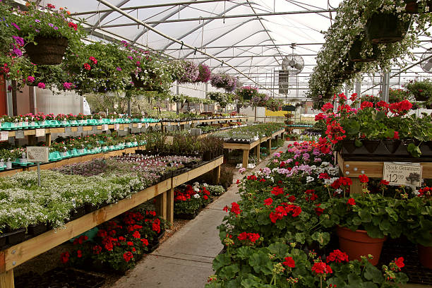 istock Greenhouse filled with spring flowers 172656975