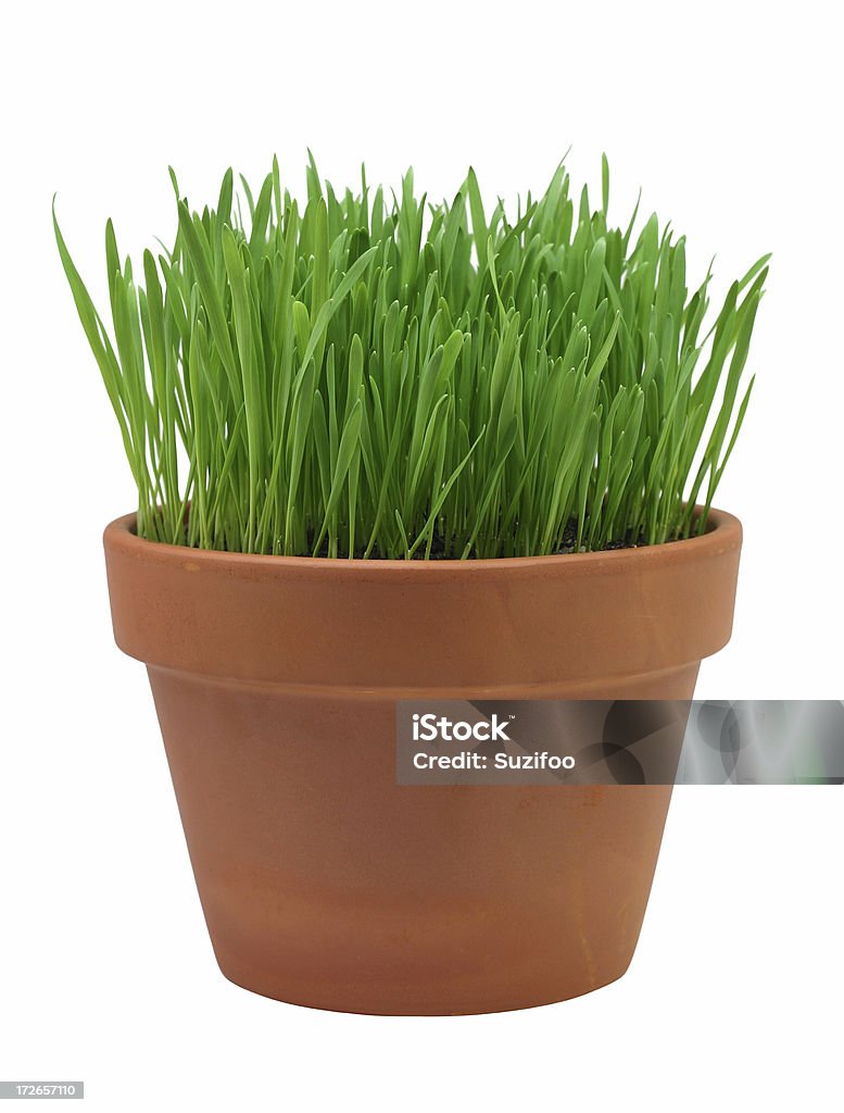 green grass A clay pot with fresh green wheat grass for kitty. Isolated on white. Cut Out Stock Photo