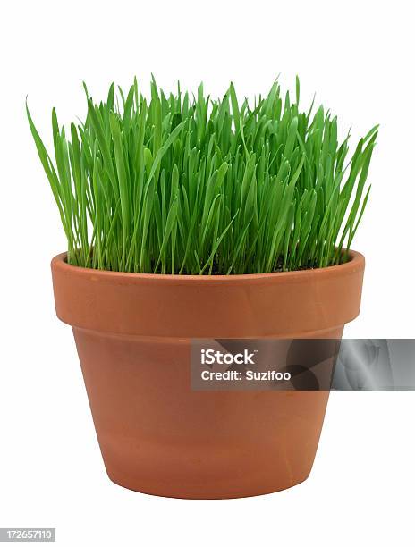 Green Grass Stock Photo - Download Image Now - Cut Out, Flower Pot, Blade of Grass