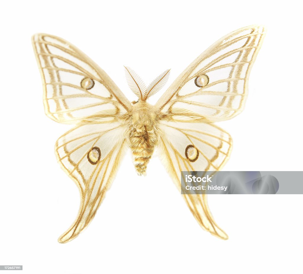 Delicate Mariposa - Royalty-free Fada Foto de stock