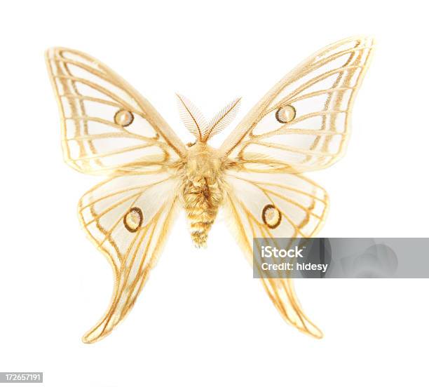 Delicate Mariposa - Fotografias de stock e mais imagens de Fada - Fada, Figura para recortar, Amostra Médica