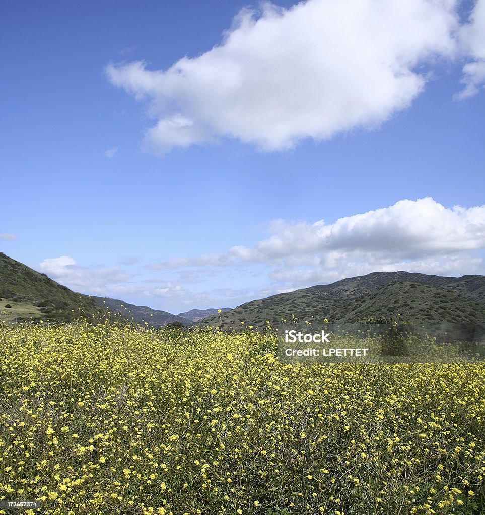 Wild Amerikanischer Senf Blumen Wiese in Malibu Califronia - Lizenzfrei Anhöhe Stock-Foto