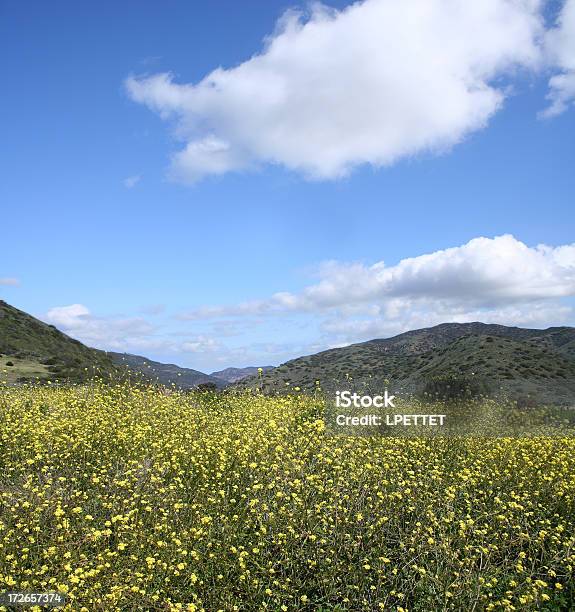 Wild Amerikanischer Senf Blumen Wiese In Malibu Califronia Stockfoto und mehr Bilder von Anhöhe