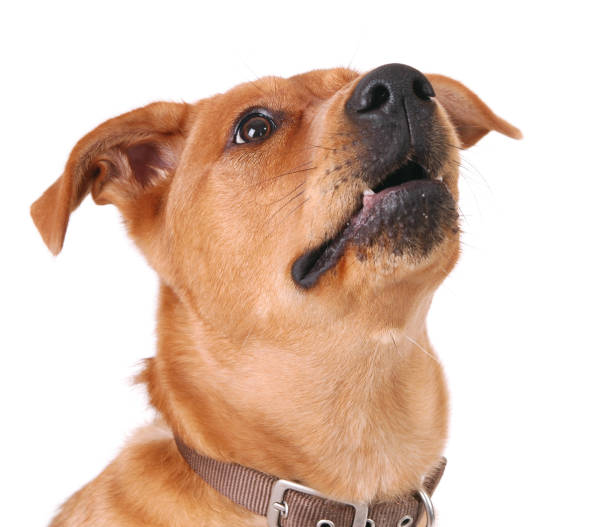 istock Dog looking up, head shot 172657506
