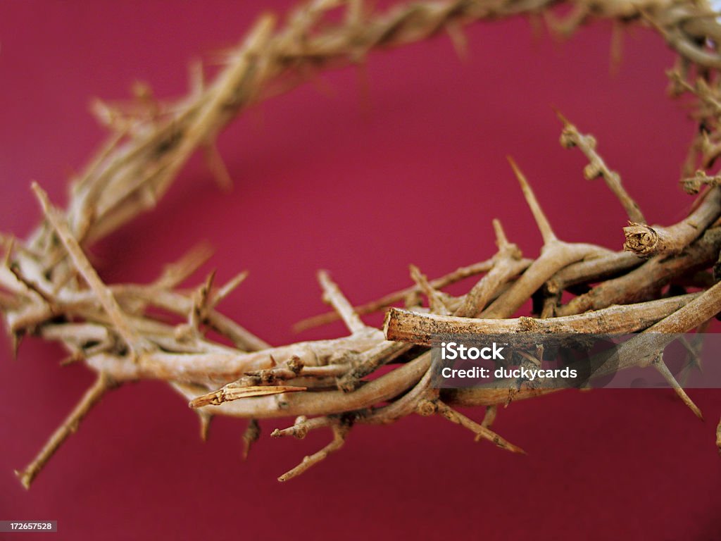 Coroa de Thorns-Borgonha - Royalty-free Afiado Foto de stock