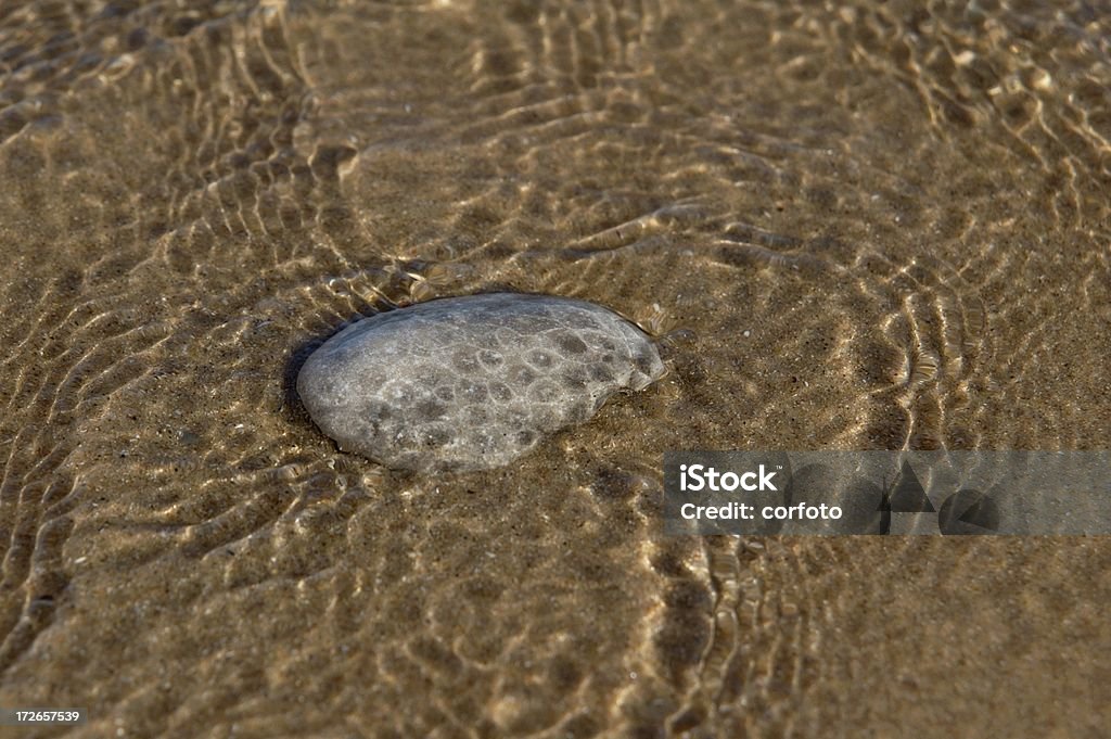 Petoskey Stone "A Petoskey stone in the shallow waters of Lake Michigan, Sleeping Bear Dunes National Lakeshore, Michigan, USA. Petoskey Stones are distinctive, very sought-after rocks  composed of fossilized coral (Hexagonaria percarinata)" Petoskey Stone Stock Photo