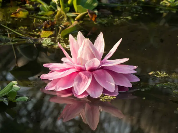 Pink flower in a pond with great reflection