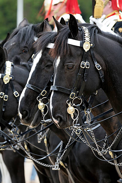 馬のパレード - household cavalry ストックフォトと画像