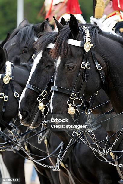 Konie Na Paradzie - zdjęcia stockowe i więcej obrazów Rodzina królewska - Rodzina królewska, Czarny kolor, Koń