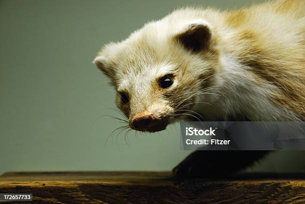 Marten Stock Photo - Download Image Now - Animal, Animal Hair, Animal Themes