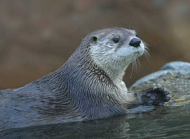 River Otter stock photo