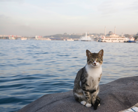 Selcuk, Izmir - Turkey. December 25, 2017. The Amphitheater and cat. The Ancient City of Ephesus in Selcuk, Izmir - Turkey.