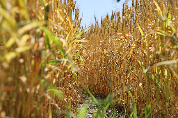 campo de trigo dorado de 12 - genetic research rural scene wheat photosynthesis fotografías e imágenes de stock