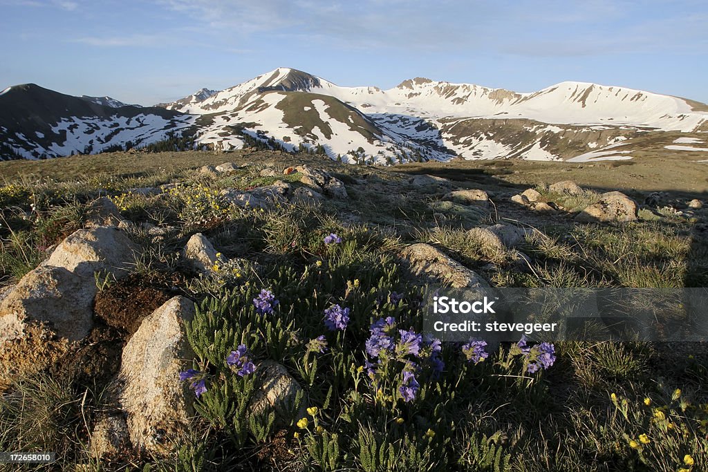 Alpine kwiaty - Zbiór zdjęć royalty-free (Ameryka)