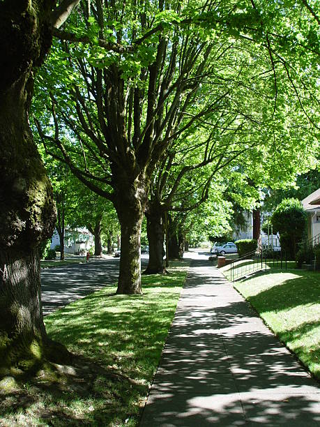 shady lane trottoir - boulevard photos et images de collection