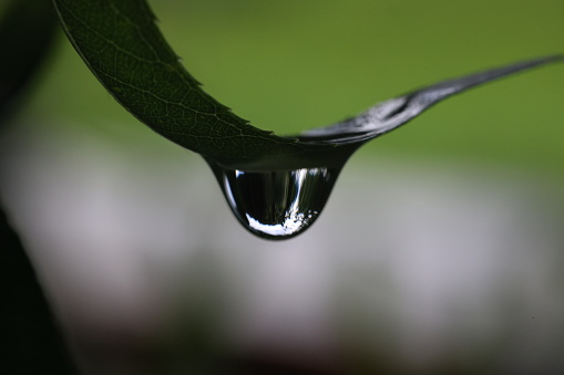 morning dew,\ndew, drops, raindrops,\nWaterdrop,\nwater, leaf, leaves,\nPlant