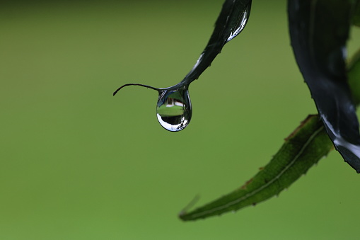 morning dew,\ndew, drops, raindrops,\nWaterdrop,\nwater, leaf, leaves,\nPlant