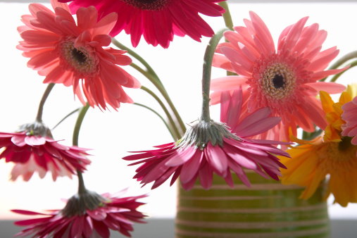 Gerber Daisies in Green vase